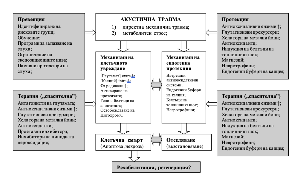 Допълнително към директното механично увреждане на структурите на вътрешното ухо, ексцесивната звукова стимулация води, също така, до възникването на дългодействащ метаболитен стрес. Този процес индуцира сигнални каскади, които водят или до клетъчна смърт, или отселяване на клетка с клетъчно увреждане или до възстановяване и излекувдане. Взаимодействието между множество фактори предопределя кой възможен сигнален път ще протече в сензорните и екстрасензорните клетки на кохлеята. Тези процеси предоставят възможност за терапевтично въздействие, което би могло да е протективно или лечебно. Когато изследваме възможностите за нови терапевтични стратегии, следва да помним, че тези сигнални каскади протичат по-скоро една вместо друга, отколкото едновременно.